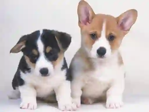 Spel Cute Puppies Puzzle på nätet