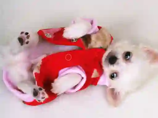Spel Lovely Puppy Slide på nätet