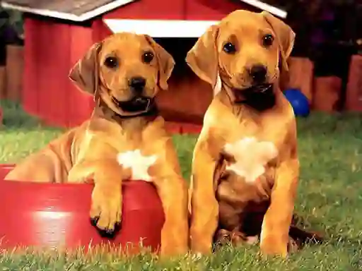 Spel Puppy Pairs Puzzle på nätet
