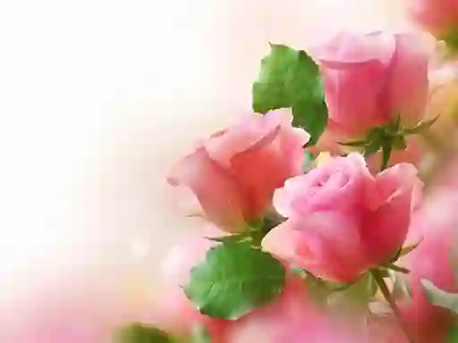 Spel Pink Roses på nätet