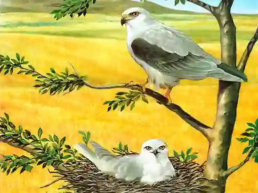 Spel Birds Of Prey Puzzle på nätet