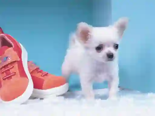Spel Lovely Puppy Puzzle på nätet