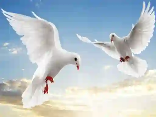 Spel Flying Birds på nätet