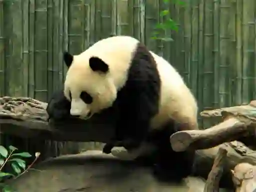 Spel Pandas Puzzle på nätet