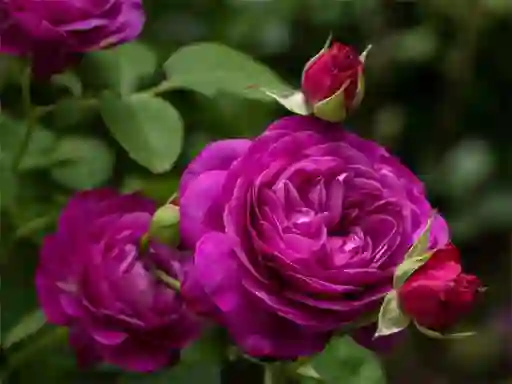 Spel Purple Roses på nätet