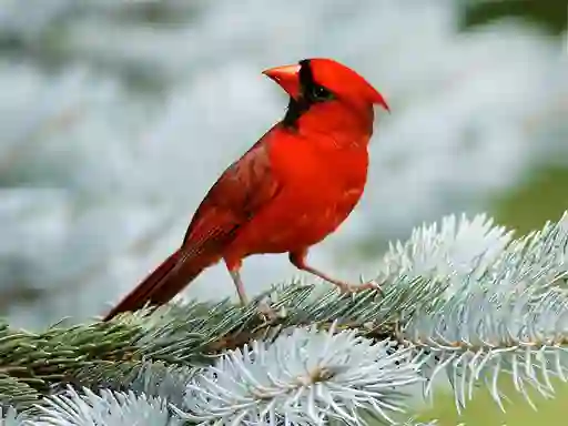 Spel Birds Puzzle på nätet
