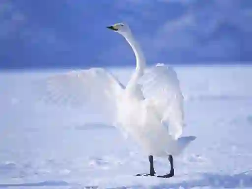Spel Graceful Swans på nätet