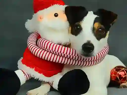 Spel Funny Christmas Dogs på nätet