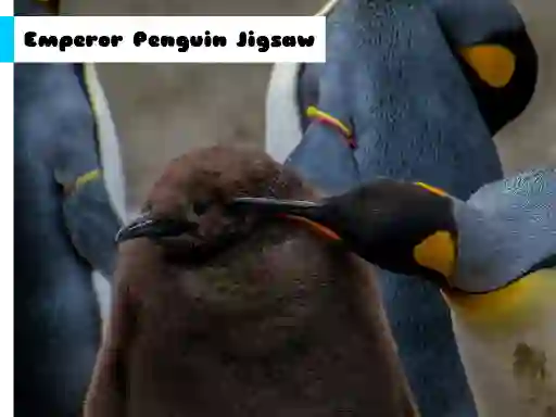 Spel Emperor Penguin Jigsaw på nätet