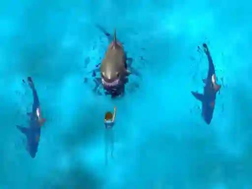 Spel Avoid the Sharks på nätet