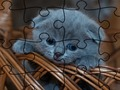Spel Pussel: Katter  på nätet