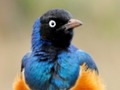 Spel Djurpussel: Wildlife & Logic på nätet
