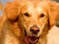 Spel Hund Spot Skillnaden  på nätet