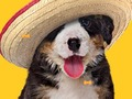 Spel Funny Dog: Hidden Bones  på nätet