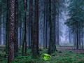 Spel Mystisk solnedgång i skogen  på nätet
