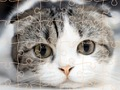 Spel Katter pussel tid  på nätet