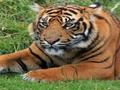 Spel Zoo trivia på nätet