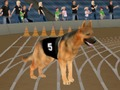 Spel Crazy Dog Racing Fever på nätet