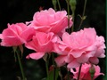 Spel Rosa rosor  på nätet