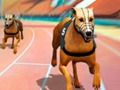 Spel Crazy Dog Racing Fever  på nätet