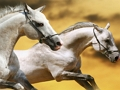 Spel Running Horse Slide på nätet