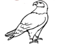 Spel Eagle målarbok  på nätet