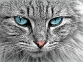 Spel Cat Eye's Jigsaw på nätet