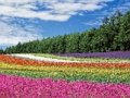 Spel Färgglad Flower Garden Jigsaw  på nätet