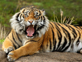 Spel Djur pussel tiger  på nätet