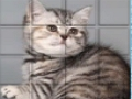 Spel Picpu katt på nätet