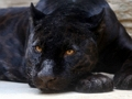 Spel Black Panther sticksåg  på nätet