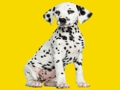 Spel Phantom Pups pussel  på nätet
