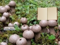 Spel Lycoperdon svamp land fly på nätet