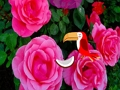Spel Precious Rose Escape på nätet