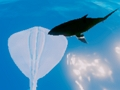 Spel Surfingrays på nätet
