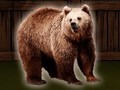 Spel Rädda Grizzlybjörnen  på nätet