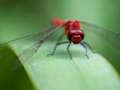 Spel Dragon Fly sticksåg  på nätet