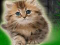 Spel Par Kitten Escape  på nätet