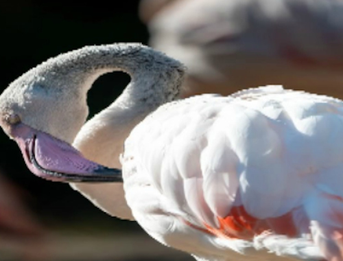 Spel Flamingo fågel sticksåg  på nätet
