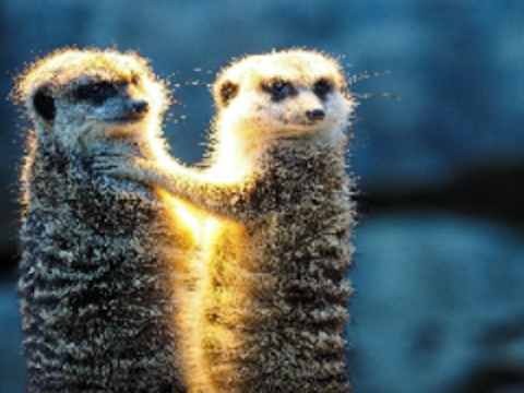 Spel Meerkat par pussel  på nätet