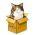 Hitta katten online